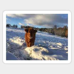 Scottish Highland Cattle Calf 1589 Sticker